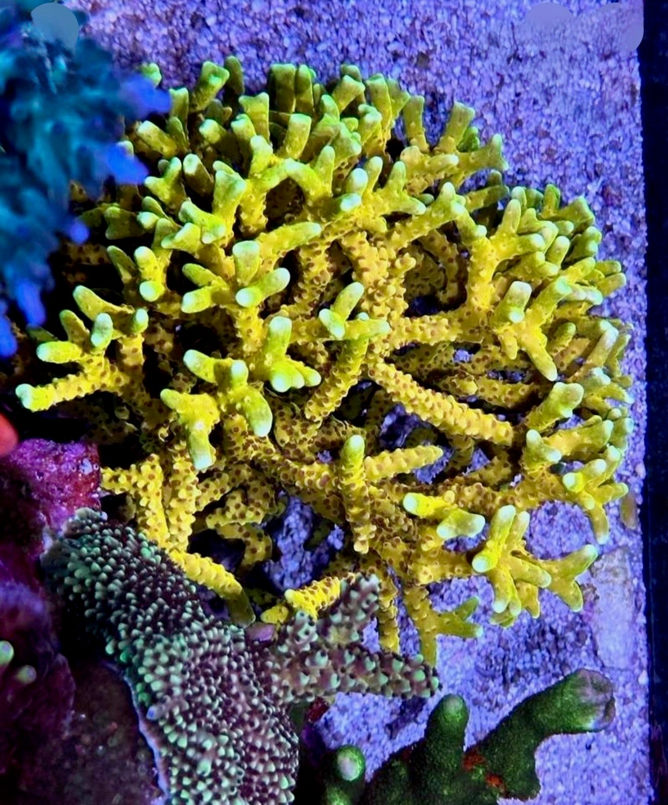 RR Golden Rod Anacropora Coral