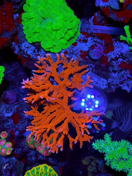 Jason Fox TNT Anacropora Coral