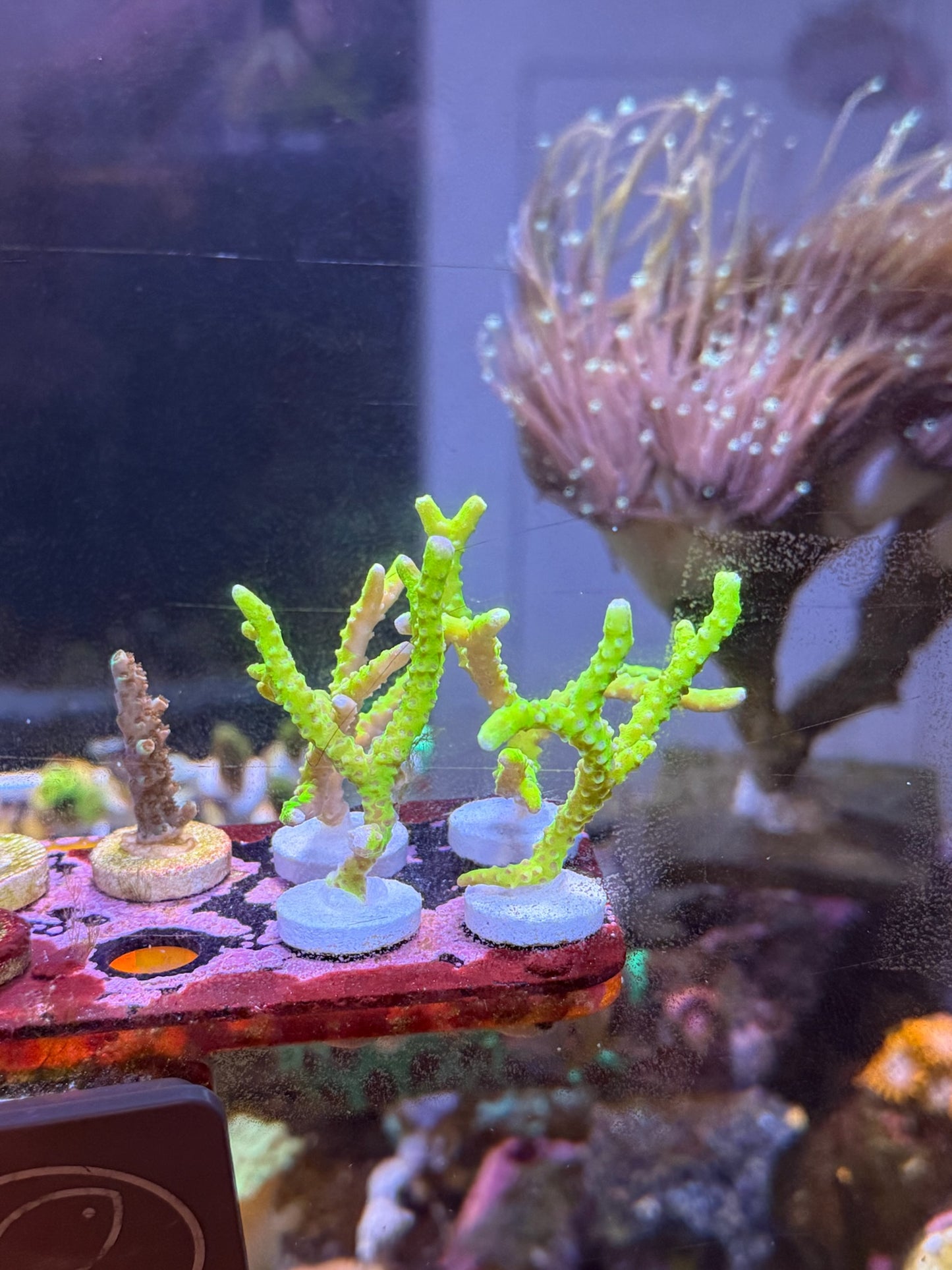 RR Golden Rod Anacropora Coral